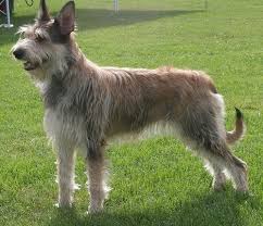 They are however rarely aggressive and will only attack if they feel that despite its scraggly appearance, the berger picard is a relatively low maintenance dog. The Berger Picard Dog Breed Could It Be The Breed For You