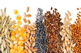 Hortícolas, aromáticas, flores y ecológicas con máxima calidad, respeto al medioambiente y aptas para la. 5 Semillas Muy Recomendables En La Alimentacion De Los Ciclistas