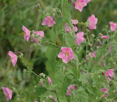 Image result for Kosteletzkya grantii