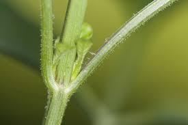 Image result for Bidens sp.no.1