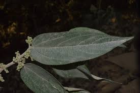 Image result for Trema sp A