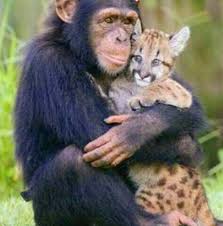 Pin By Betul Keskin On Dort Ayakli Dostlar Unlikely Animal Friends Animals Friendship Cute Animals
