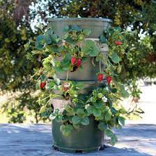 There are various ways to make a vertical strawberry tower, from pvc downpipes to old gumboots to terracotta bought versions from your garden retailer. Diy Strawberry Tower With Reservoir Apiece Of Rainbow