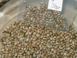 Cannabis Seeds Agricultural Seed À¤à¤ À¤° À¤à¤² À¤à¤° À¤¸ À¤¡ À¤¸ In New Delhi Kings Pharma Id 8704439012 You can't take the leftover seeds from your bag of there are dozens of marijuana strains that you can choose from online. cannabis seeds agricultural seed