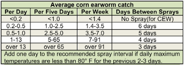 During a fungal epidemic, dead or diseased flies can be seen clinging to the highest parts of plants along field edges. Sweet Corn Pheromone Trap Network Report