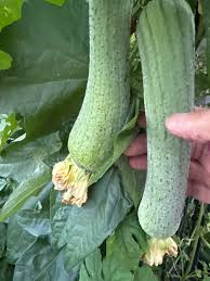 Image result for Luffa