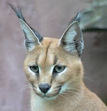 Do bigger cats also have larger paws? Caracal Genus Wikipedia