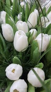 Most mum plants are easy to grow with their basic flower color: White Tulips Flower Arrangements Simple Tulips For Sale Carnation Plants