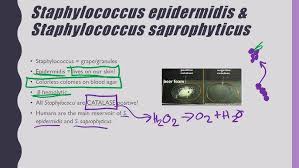 Image result for Staphylococcus Saprophyticus