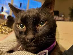 Welcome to the royal pet family. Royal Pet Grooming Home Facebook