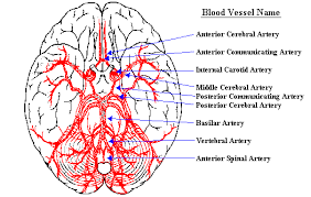 Blood vessels are flexible tubes that carry blood, associated oxygen, nutrients, water, and hormones throughout the body. Neuroscience For Kids Blood Supply Of The Brain