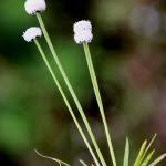 Image result for Eriocaulon bongense