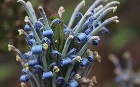 Image result for Lobelia uliginosa