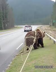 On the road, I noticed a bear tangled in a net, unable to free itself: I  stopped and helped the bear, but then something unexpected happened 😱😱,  Early this morning I was driving along an international ...