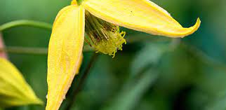 A thick root mulch is appreciated. Clematis Species Golden Clematis Old Man S Beard Russian Virgin S Bower Clematis Tangutica