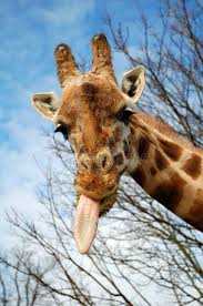 We did not find results for: Giraffe Stock Photo Image Of Tongue Tall Branch Colour 27152514