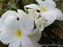 Pin On Flowers