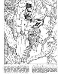 Printable tweety bird coloring pages 41558. Welcome To Dover Publications ã¬ã‚Šçµµ å¤§äººã®ã¬ã‚Šçµµ ã¬ã‚Šãˆ