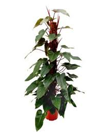 Red Emerald Philodendron Plant Care And Watering Suggestions In 2020 Plants Philodendron Plant House Plant Care