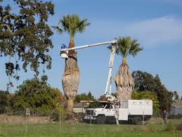So, it's time to have your palm tree trimmed, but you have no idea what that would cost you. Palm Tree Skinning Trimming Removal Rancho Tree Care