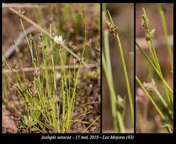Image result for Isolepis setacea