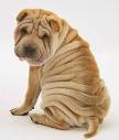 15 Most Wrinkly Dog Breeds - Big and Small Dogs With Wrinkles ...