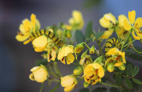 Image result for Cassia angolensis