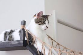 Roped Cat Bridge Etsy Cats Cat Wall Furniture Indiana Jones
