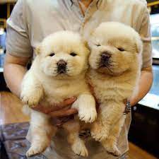 We did not find results for: Dogs And Puppies For Adoption In Arizona Home Facebook