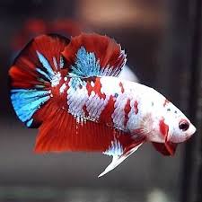 Pin On Beautiful Betta Fish