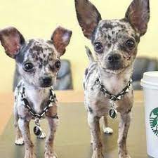  110 Teacup Chihuahua Ideas Chihuahua Anak Anjing Shih Tzu