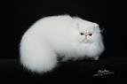 Persian Cat Price | Average Price, Breeder Price