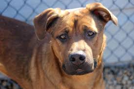 Visit your local indianapolis petsmart store for essential pet supplies like food, treats and more together with petsmart charities, we help save over 1,500 pets every day through adoption. Indianapolis Animal Shelter At Full Capacity