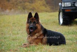 Wolf Lake Gallery Long Haired German Shepherd Kennel German Shepherd Kennels Long Haired German Shepherd German Shepherd