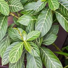 Image result for Sabicea venosa