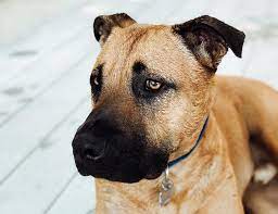 Black Mouth Cur Breed Information Guide Quirks Pictures Personality Facts Barkpost