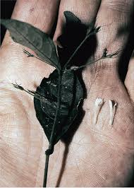 Image result for Rhinacanthus submontanus