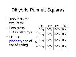 Includes worked examples of dihybrid crosses. Dihybrid Punnett Squares Ppt Download