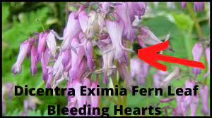 It can prove difficult to get the seeds to germinate, and planting cuttings or divisions is much easier. Collecting Seeds From Dicentra Eximia Fern Leaf Bleeding Heart Plant Youtube