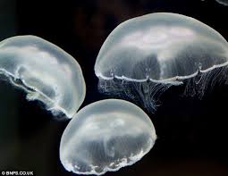 Around the size of a plate, it is recognisable by the four circles visible through the moon jellies are common in uk seas and are often found washed up on shore. Moon Jellyfish Daily Mail Uk Jellyfish Tank Jellyfish Moon