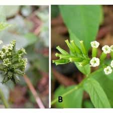 Image result for Euploca katangensis