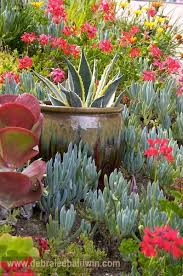 Shop with afterpay on eligible items. 89 Cold Hardy Succulents And Cacti Ideas Succulents Plant Species Plants