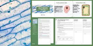 Maybe you would like to learn more about one of these? Year 7 Year 8 Science Cells Animal Plant Cells