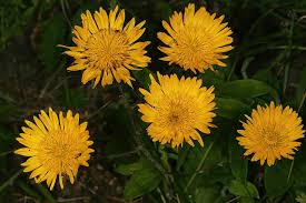 Image result for Berkheya setifera