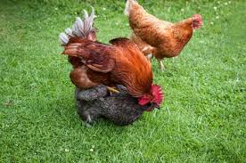 Pin En Gallinas De Raza