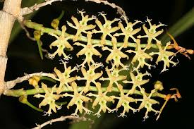 Image result for Tridactyle bicaudata