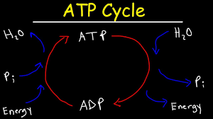 Energy is defined as the ability to do work. Atp Cycle Youtube
