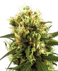 One of the differences of this bank of seeds compared with others. Cannabis Seeds Best Genetics Service Sensi Seeds Uk
