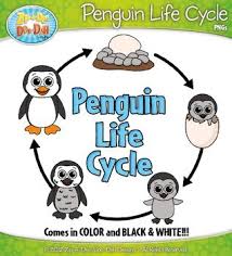 The emperor penguin is the largest of all 17 species of penguins. Penguin Life Cycle Clip Art Set Comes In Color And Black White You Will Receive 14 Clipart Graphics That Were Ha Penguin Life Cycle Penguin Life Life Cycles