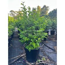 Image result for Murraya paniculata